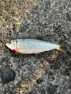 サッパの釣果