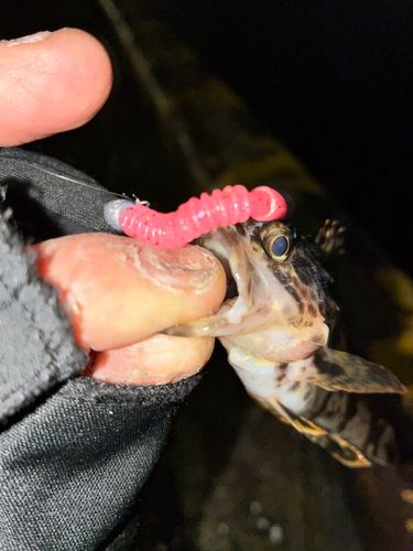 タケノコメバルの釣果