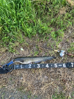 マナマズの釣果