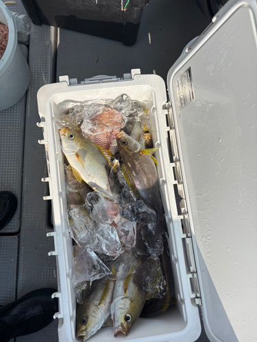 釣果