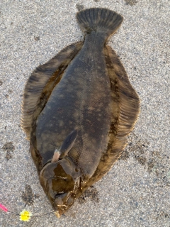 クロガシラガレイの釣果