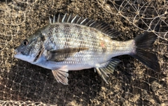 クロダイの釣果
