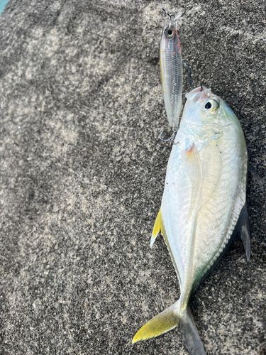 ガーラの釣果