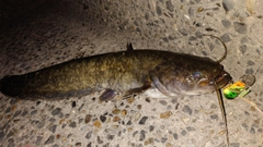 ナマズの釣果