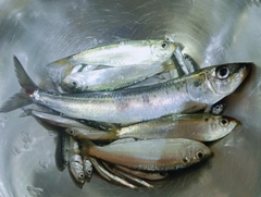 マイワシの釣果