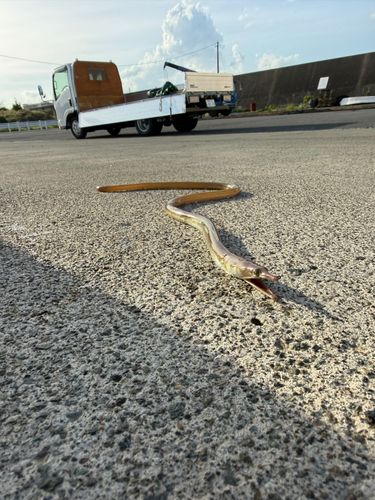 ワタリガニの釣果