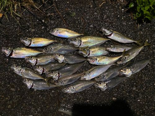アジの釣果