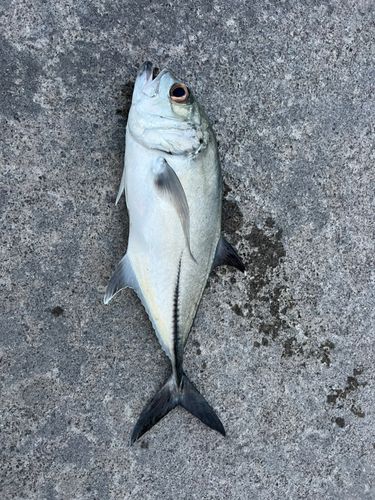 ギンガメアジの釣果