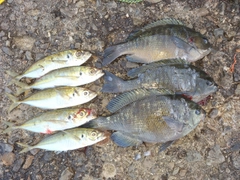 グレの釣果