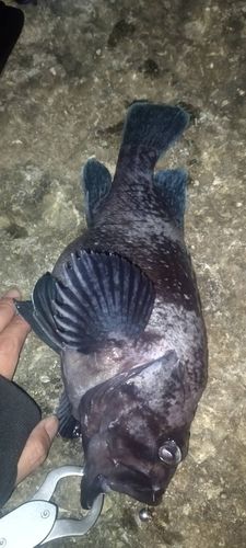 ソイの釣果