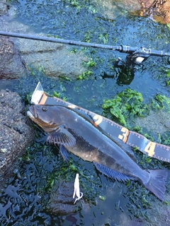 アイナメの釣果