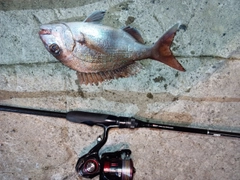 タイの釣果