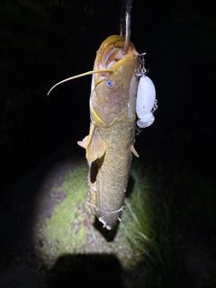 マナマズの釣果