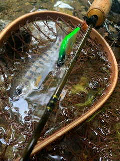 ヤマメの釣果