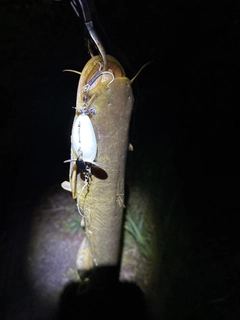 マナマズの釣果