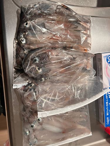 ササイカの釣果
