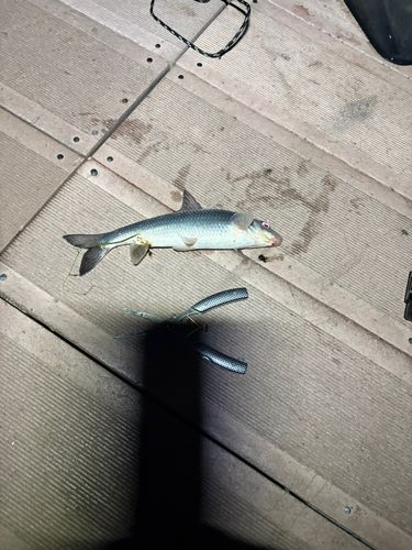 ニゴイの釣果