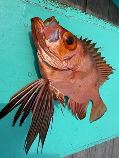 チカメキントキの釣果