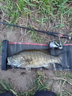 スモールマウスバスの釣果