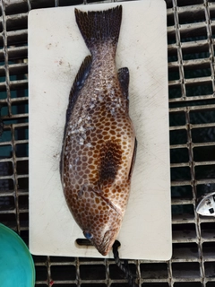 オオモンハタの釣果