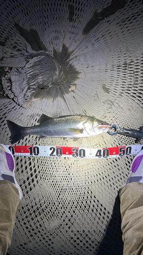 セイゴ（マルスズキ）の釣果