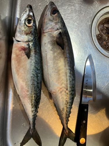 サバの釣果