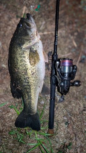 滋賀県で釣れたラージマウスバスの釣り・釣果情報 - アングラーズ