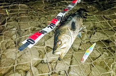 シーバスの釣果