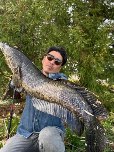 カムルチーの釣果
