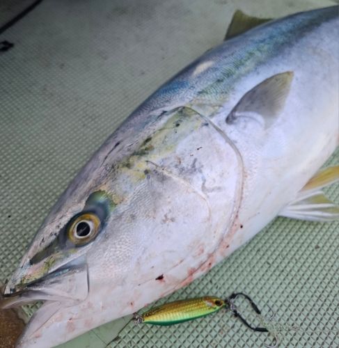 ブリの釣果