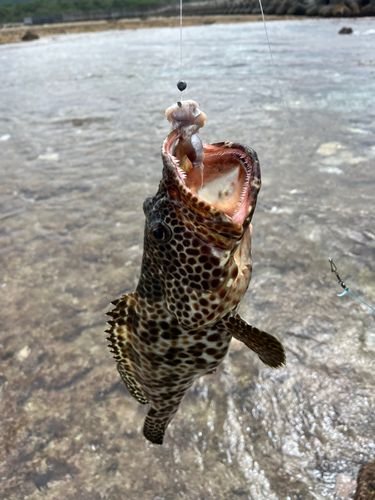 カンモンハタの釣果