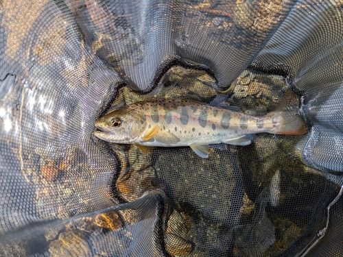アマゴの釣果