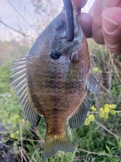 ブルーギルの釣果