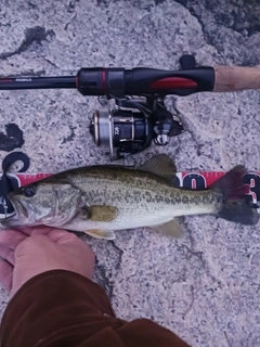 ラージマウスバスの釣果