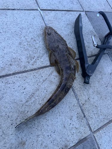 マゴチの釣果