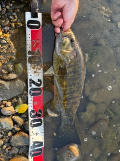 スモールマウスバスの釣果