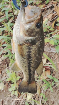 ラージマウスバスの釣果