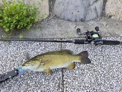 スモールマウスバスの釣果