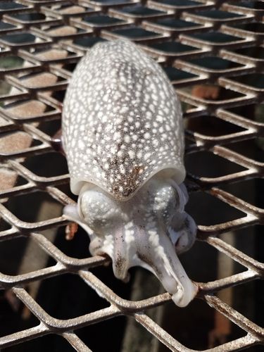 シリヤケイカの釣果
