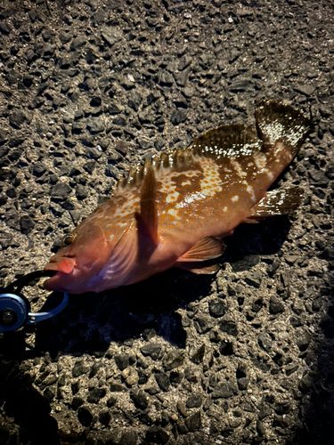 アコウの釣果