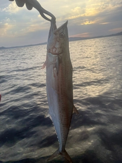ワラサの釣果