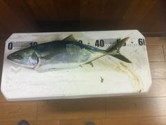 イナダの釣果