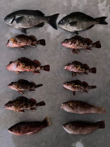 カサゴの釣果
