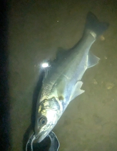 セイゴ（マルスズキ）の釣果