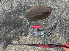 コウイカの釣果