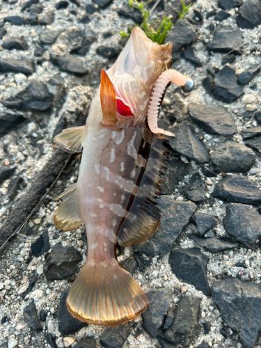 クエの釣果