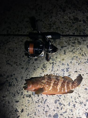 キジハタの釣果