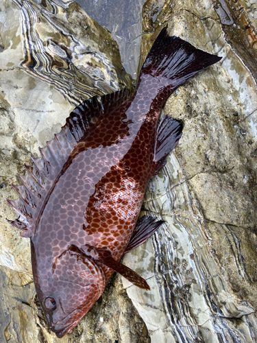 オオモンハタの釣果