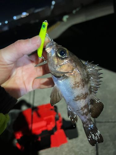 メバルの釣果