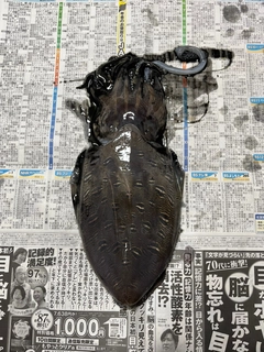 モンゴウイカの釣果